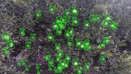 Citrus Fruit Detection